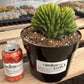 #EC139 EXACT Trichocereus Pachanoi San Pedro Crested Cactus in 8"