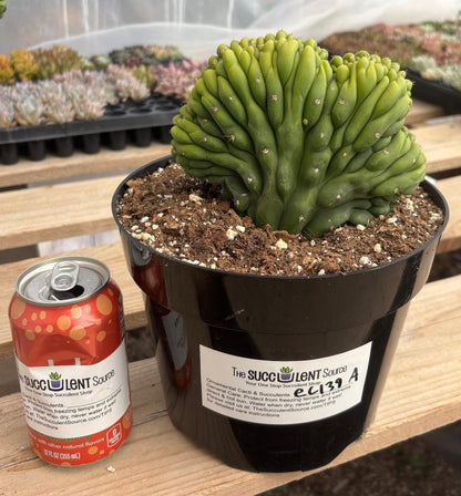 #EC139 EXACT Trichocereus Pachanoi San Pedro Crested Cactus in 8"