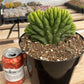 #EC139 EXACT Trichocereus Pachanoi San Pedro Crested Cactus in 8"