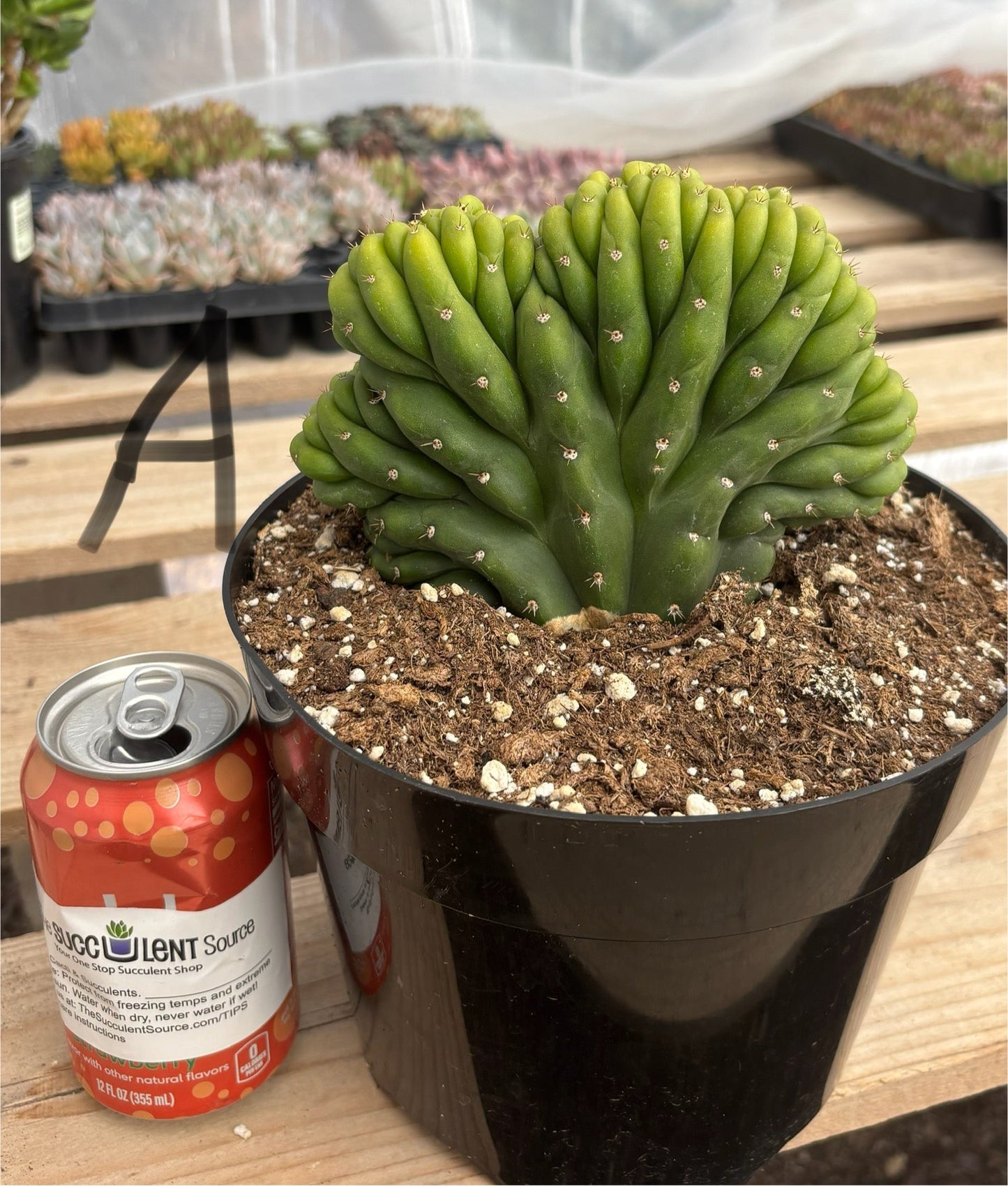 #EC139 EXACT Trichocereus Pachanoi San Pedro Crested Cactus in 8"
