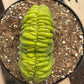 #EC139 EXACT Trichocereus Pachanoi San Pedro Crested Cactus in 8"