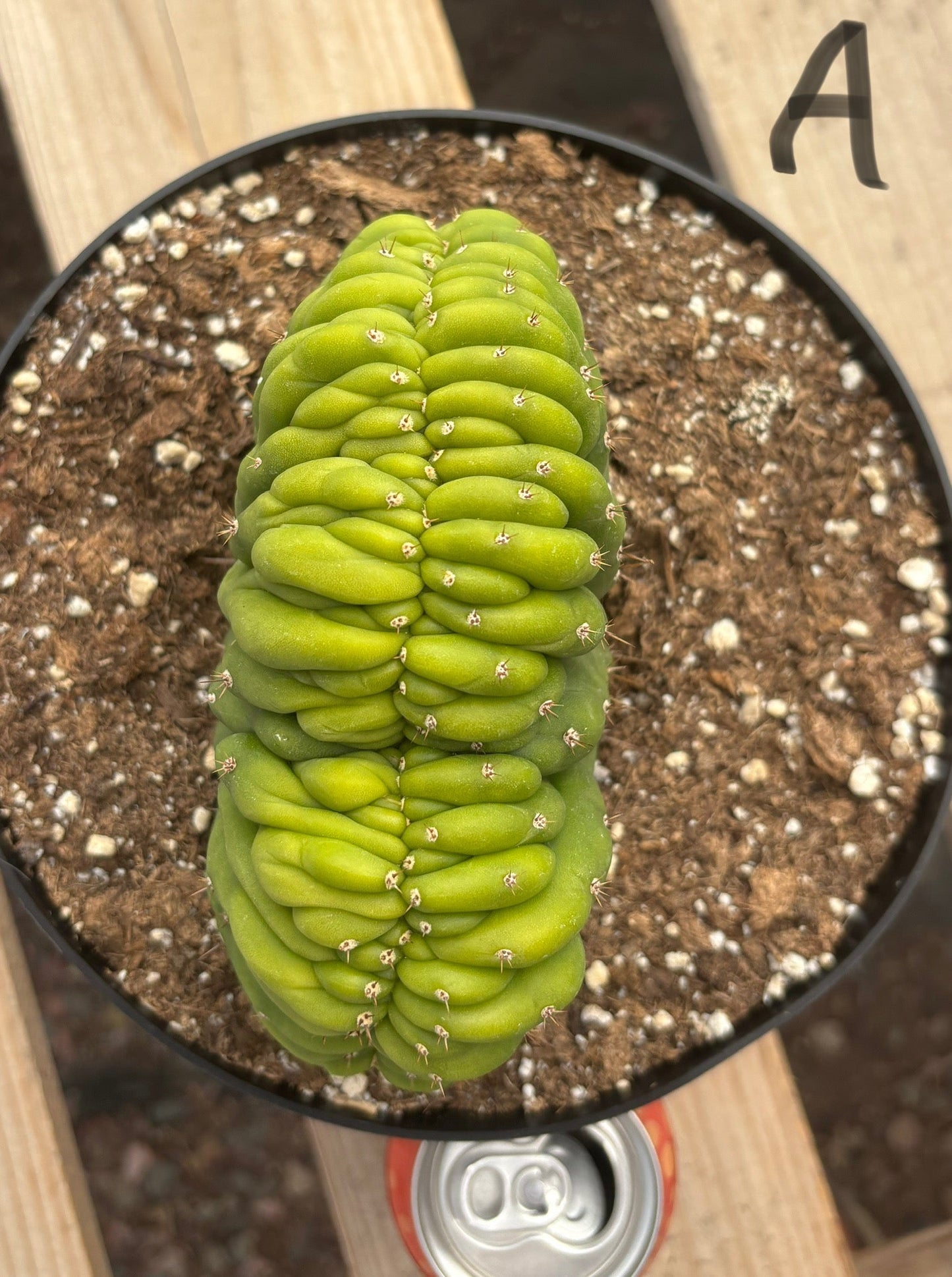 #EC139 EXACT Trichocereus Pachanoi San Pedro Crested Cactus in 8"
