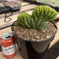 #EC139 EXACT Trichocereus Pachanoi San Pedro Crested Cactus in 8"