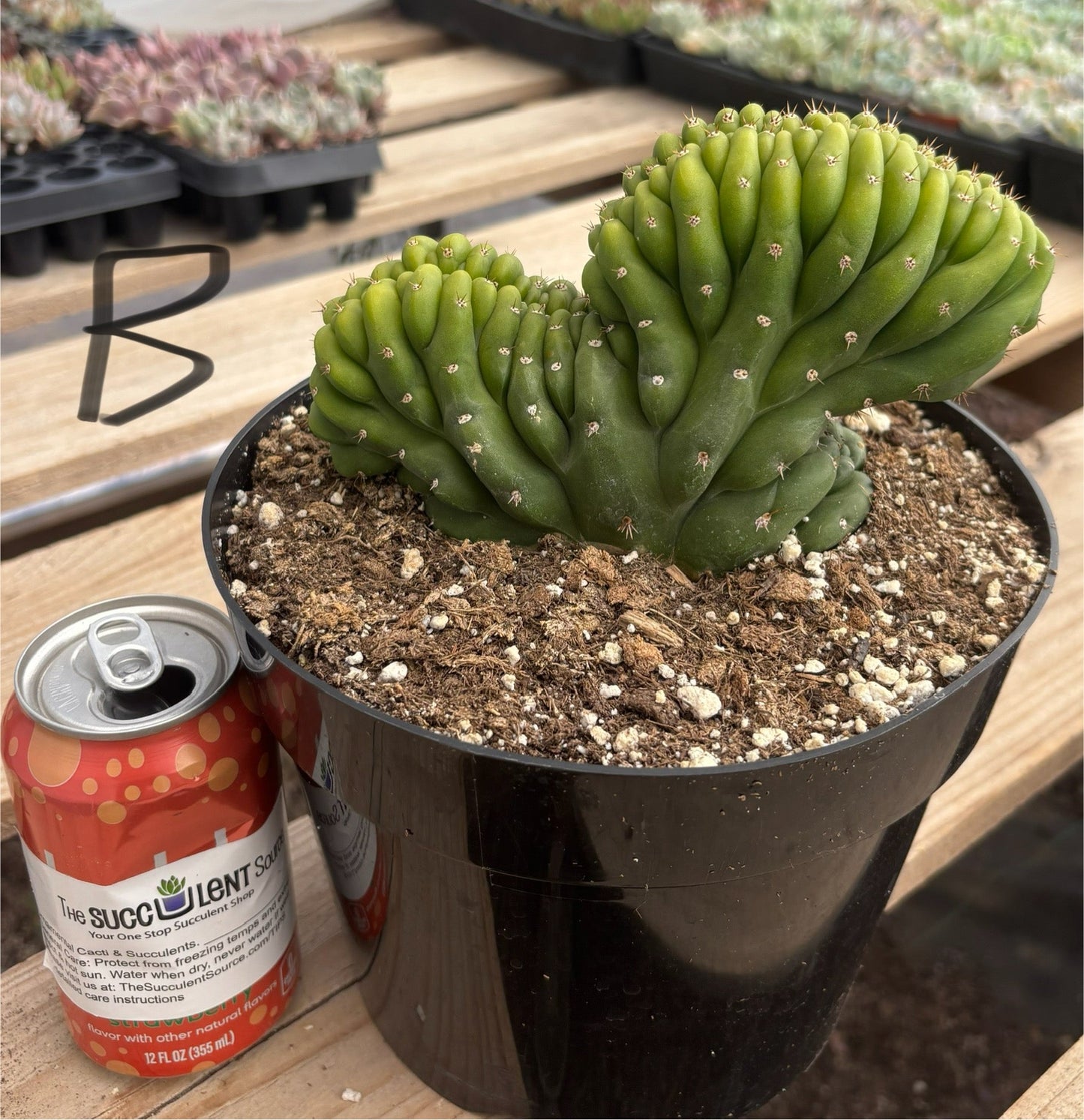 #EC139 EXACT Trichocereus Pachanoi San Pedro Crested Cactus in 8"