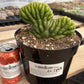 #EC139 EXACT Trichocereus Pachanoi San Pedro Crested Cactus in 8"