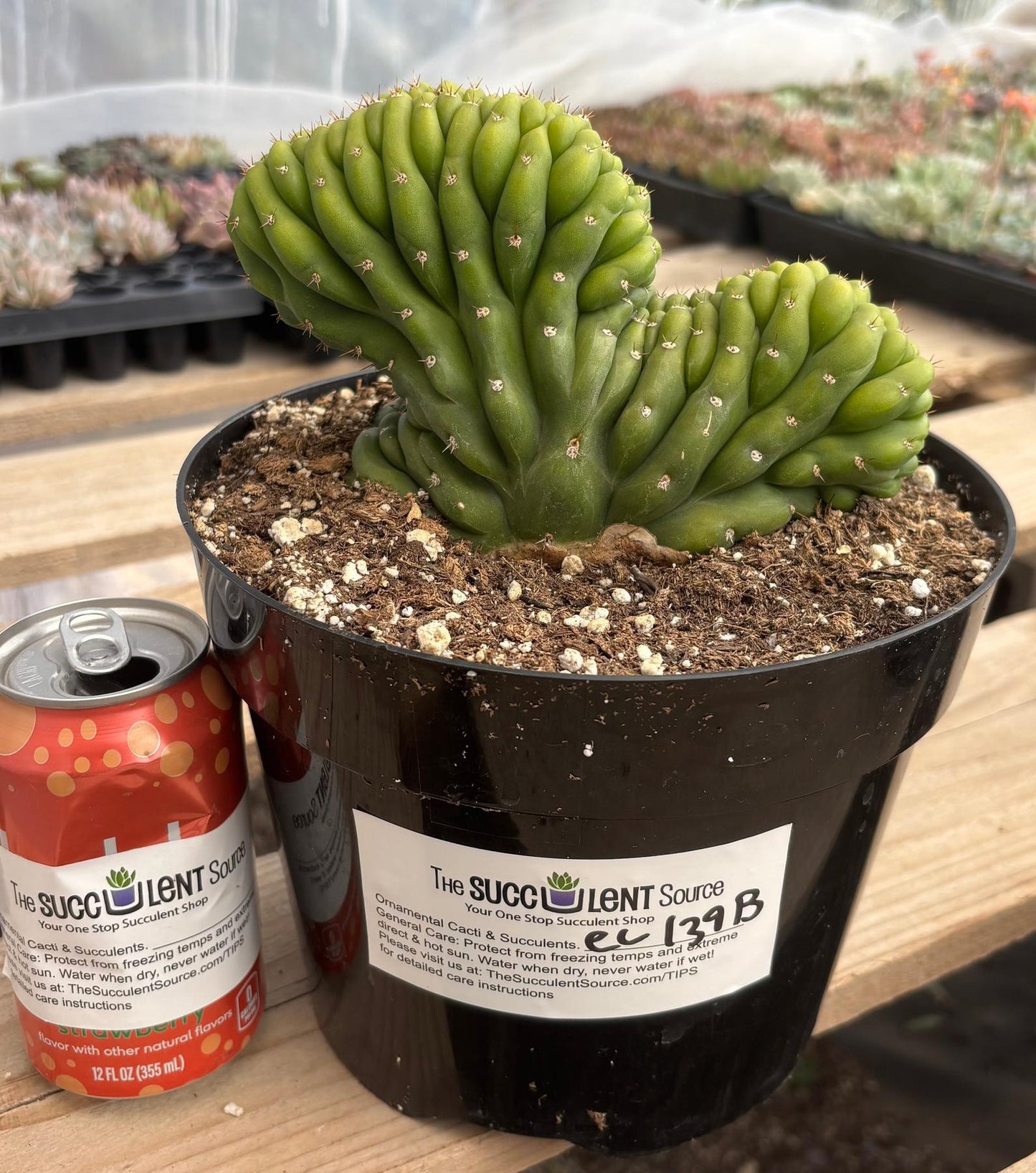 #EC139 EXACT Trichocereus Pachanoi San Pedro Crested Cactus in 8"