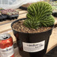 #EC139 EXACT Trichocereus Pachanoi San Pedro Crested Cactus in 8"