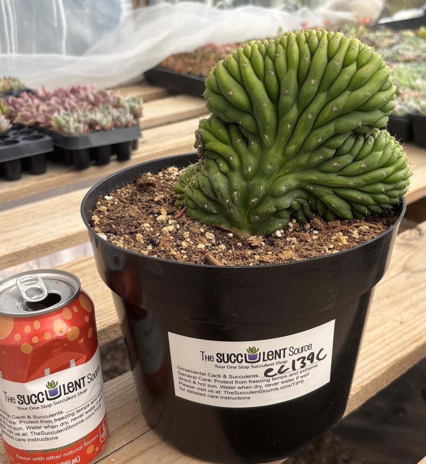 #EC139 EXACT Trichocereus Pachanoi San Pedro Crested Cactus in 8"