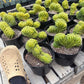 #EC139 EXACT Trichocereus Pachanoi San Pedro Crested Cactus in 8"