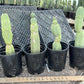 #EC14 Exact Trichocereus Bridgesii "Jiimz Twin Spine" Potted Cactus A-E
