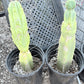 #EC14 Exact Trichocereus Bridgesii "Jiimz Twin Spine" Potted Cactus A-E