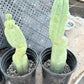 #EC14 Exact Trichocereus Bridgesii "Jiimz Twin Spine" Potted Cactus A-E