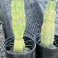 #EC14 Exact Trichocereus Bridgesii "Jiimz Twin Spine" Potted Cactus A-E