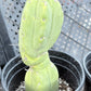 #EC14 Exact Trichocereus Bridgesii "Jiimz Twin Spine" Potted Cactus A-E