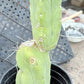#EC14 Exact Trichocereus Bridgesii "Jiimz Twin Spine" Potted Cactus A-E