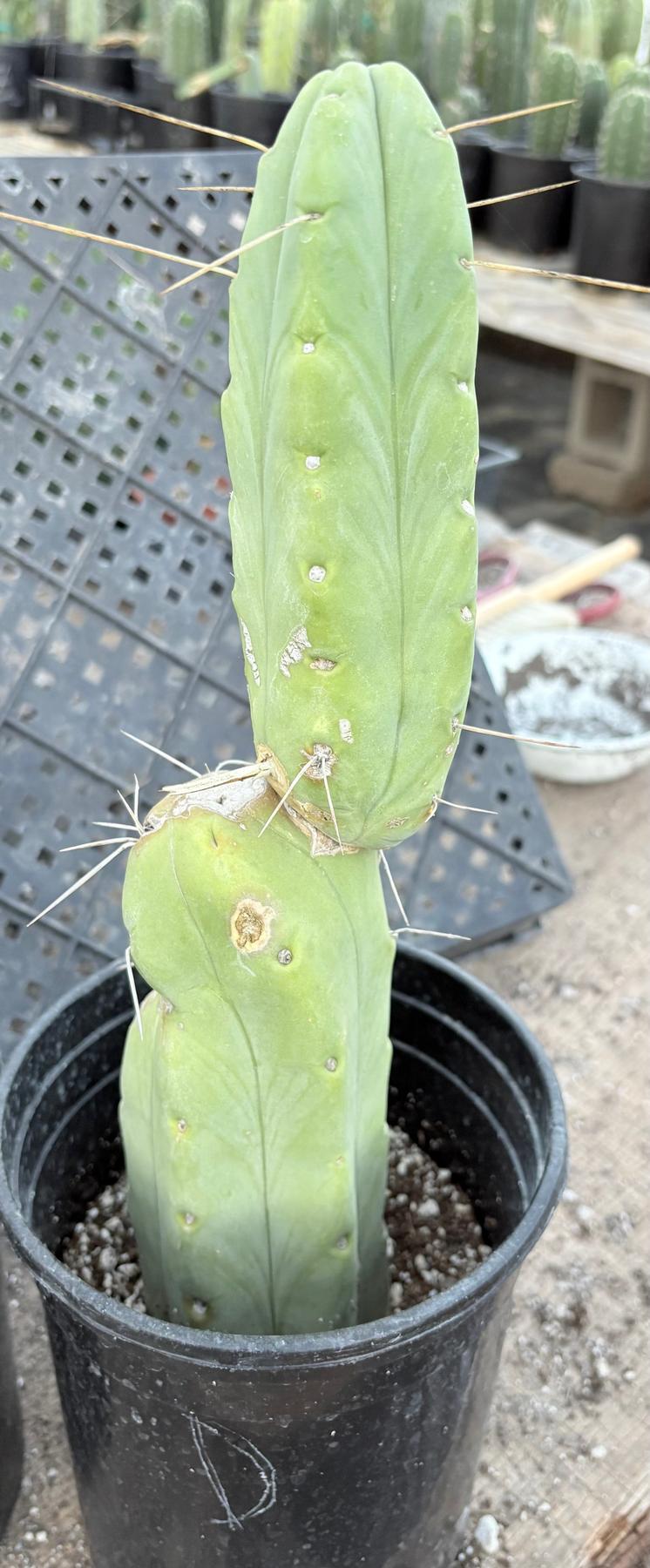 #EC14 Exact Trichocereus Bridgesii "Jiimz Twin Spine" Potted Cactus A-E