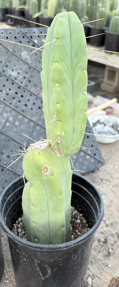 #EC14 Exact Trichocereus Bridgesii "Jiimz Twin Spine" Potted Cactus A-E