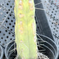 #EC14 Exact Trichocereus Bridgesii "Jiimz Twin Spine" Potted Cactus A-E