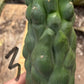 #EC140 EXACT Trichocereus Pachanoi Monstrose TPM TLC Cactus Cuttings