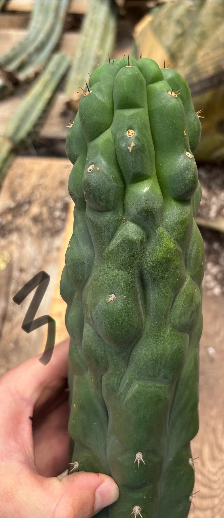 #EC140 EXACT Trichocereus Pachanoi Monstrose TPM TLC Cactus Cuttings
