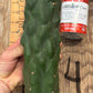 #EC140 EXACT Trichocereus Pachanoi Monstrose TPM TLC Cactus Cuttings