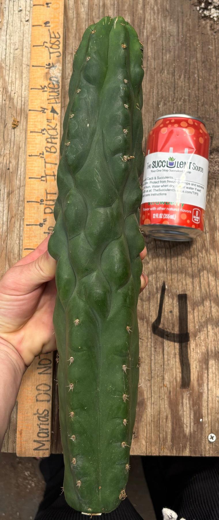 #EC140 EXACT Trichocereus Pachanoi Monstrose TPM TLC Cactus Cuttings