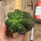 #EC140 EXACT Trichocereus Pachanoi Monstrose TPM TLC Cactus Cuttings