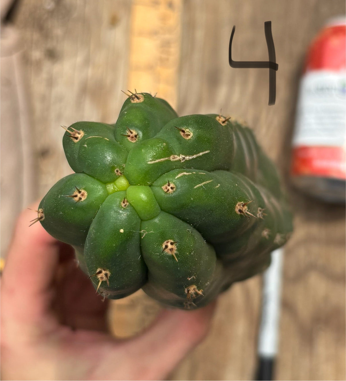 #EC140 EXACT Trichocereus Pachanoi Monstrose TPM TLC Cactus Cuttings