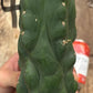 #EC140 EXACT Trichocereus Pachanoi Monstrose TPM TLC Cactus Cuttings