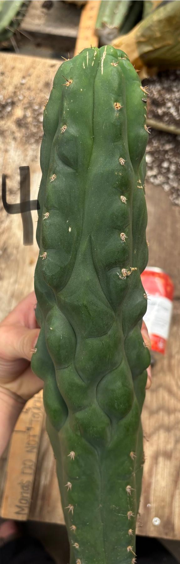 #EC140 EXACT Trichocereus Pachanoi Monstrose TPM TLC Cactus Cuttings