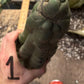 #EC140 EXACT Trichocereus Pachanoi Monstrose TPM TLC Cactus Cuttings