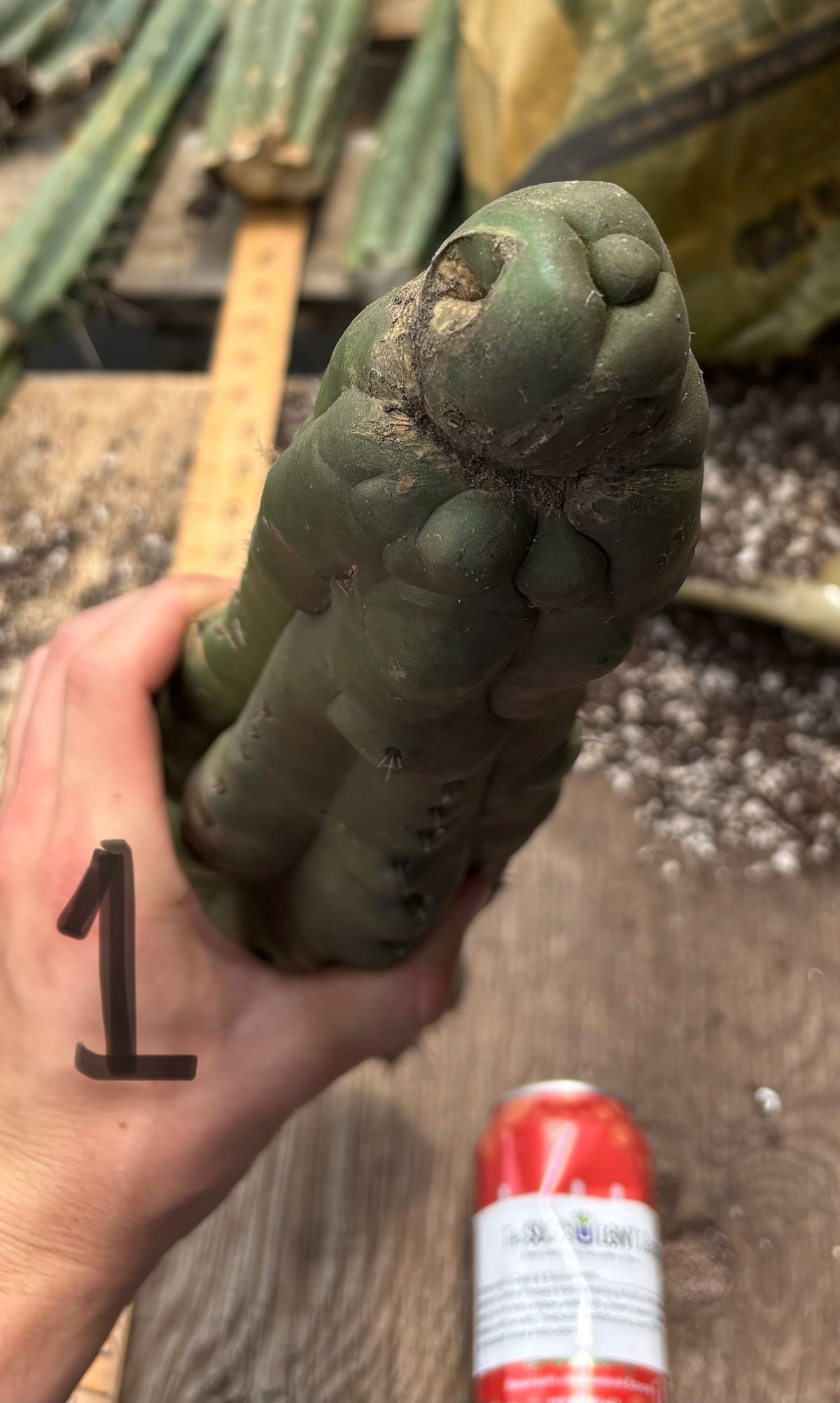 #EC140 EXACT Trichocereus Pachanoi Monstrose TPM TLC Cactus Cuttings