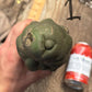 #EC140 EXACT Trichocereus Pachanoi Monstrose TPM TLC Cactus Cuttings