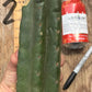 #EC140 EXACT Trichocereus Pachanoi Monstrose TPM TLC Cactus Cuttings