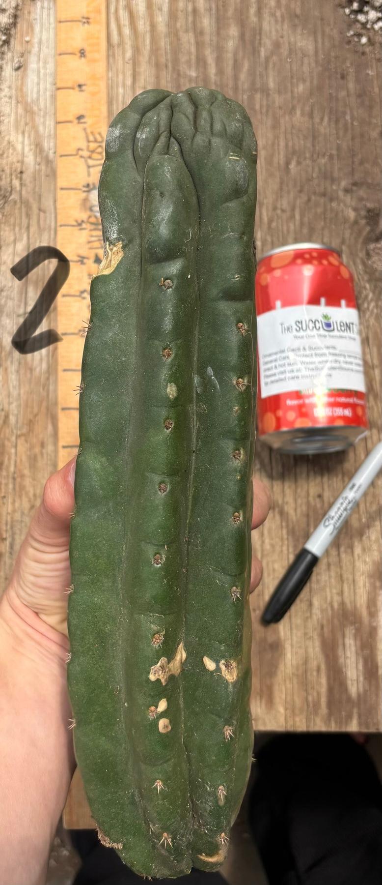 #EC140 EXACT Trichocereus Pachanoi Monstrose TPM TLC Cactus Cuttings
