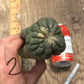 #EC140 EXACT Trichocereus Pachanoi Monstrose TPM TLC Cactus Cuttings