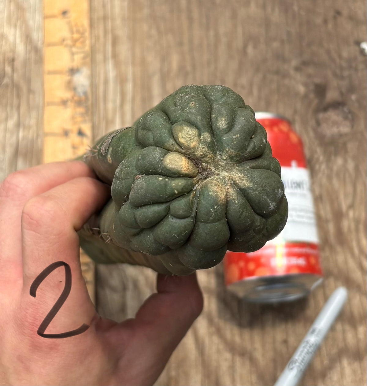 #EC140 EXACT Trichocereus Pachanoi Monstrose TPM TLC Cactus Cuttings