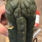 #EC140 EXACT Trichocereus Pachanoi Monstrose TPM TLC Cactus Cuttings