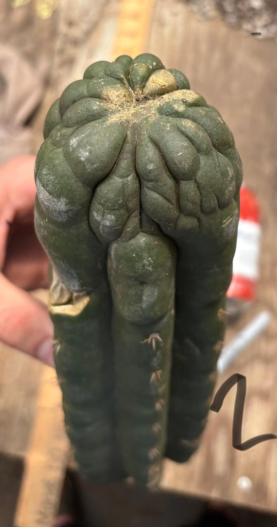 #EC140 EXACT Trichocereus Pachanoi Monstrose TPM TLC Cactus Cuttings