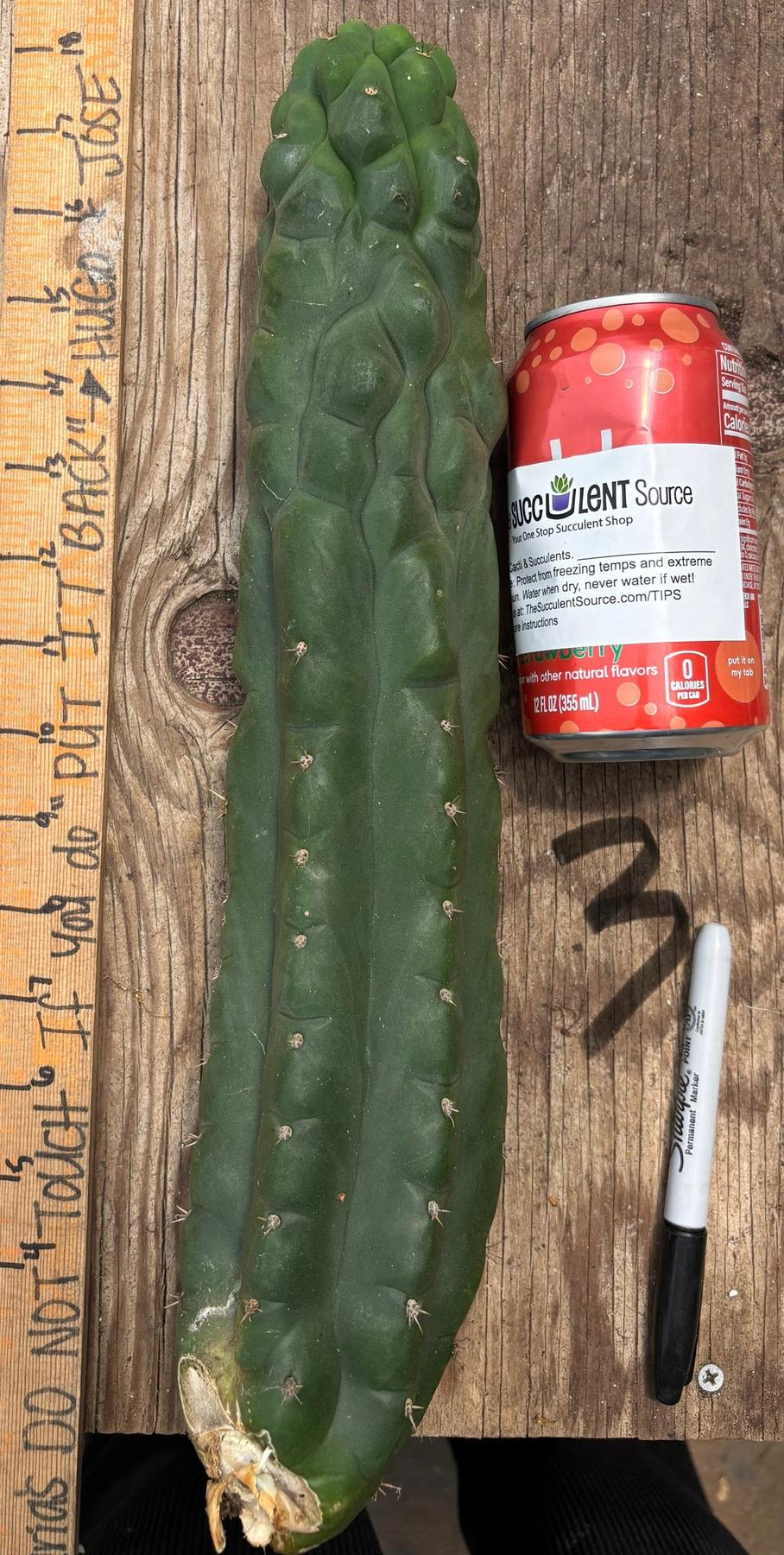 #EC140 EXACT Trichocereus Pachanoi Monstrose TPM TLC Cactus Cuttings