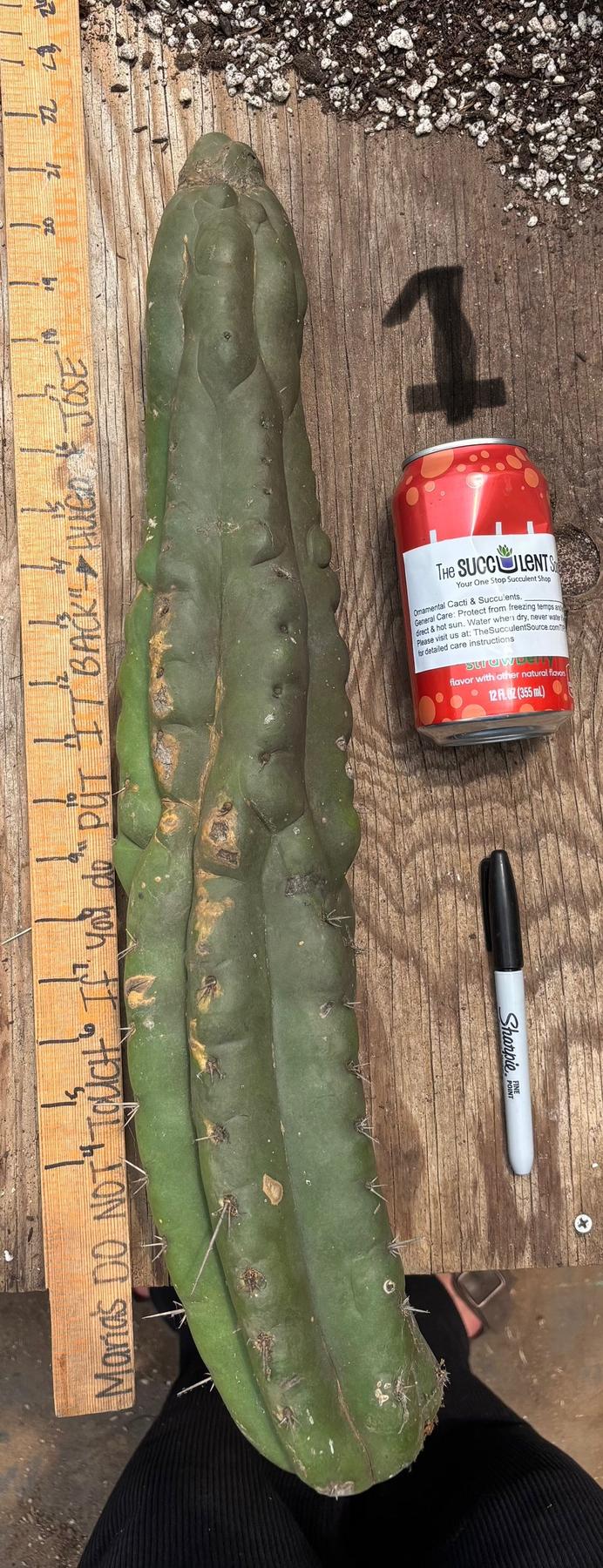 #EC140 EXACT Trichocereus Pachanoi Monstrose TPM TLC Cactus Cuttings
