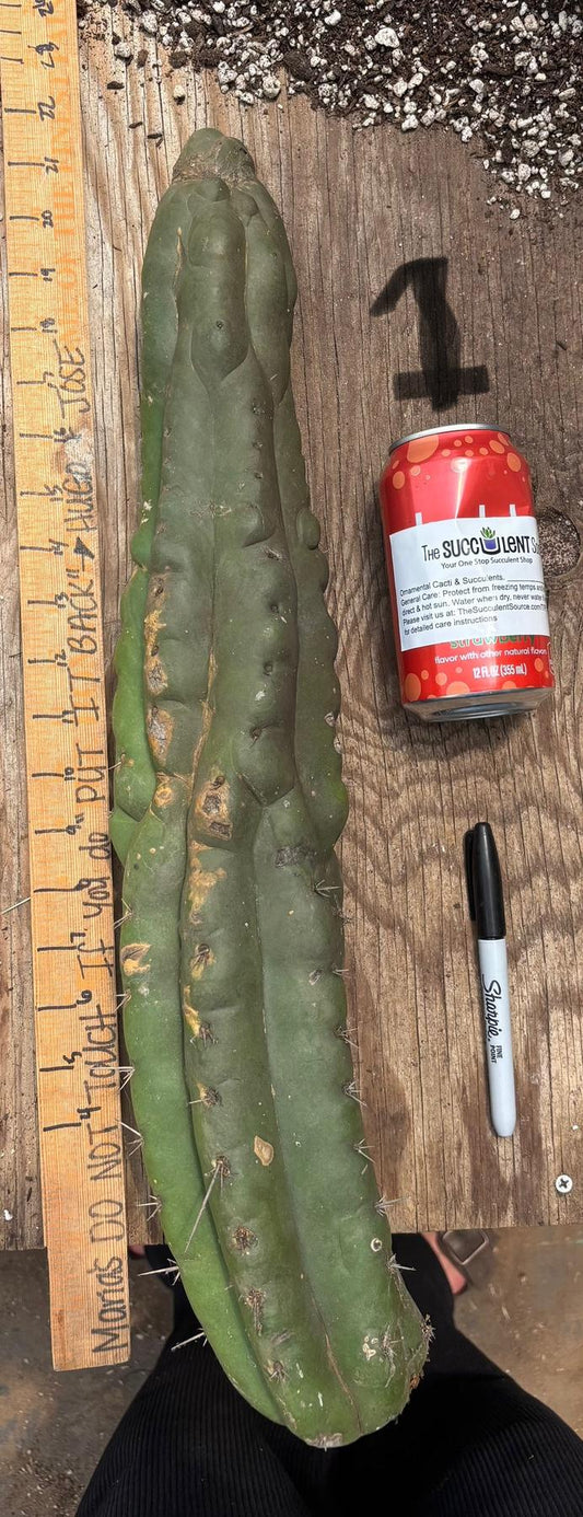 #EC140 EXACT Trichocereus Pachanoi Monstrose TPM TLC Cactus Cuttings