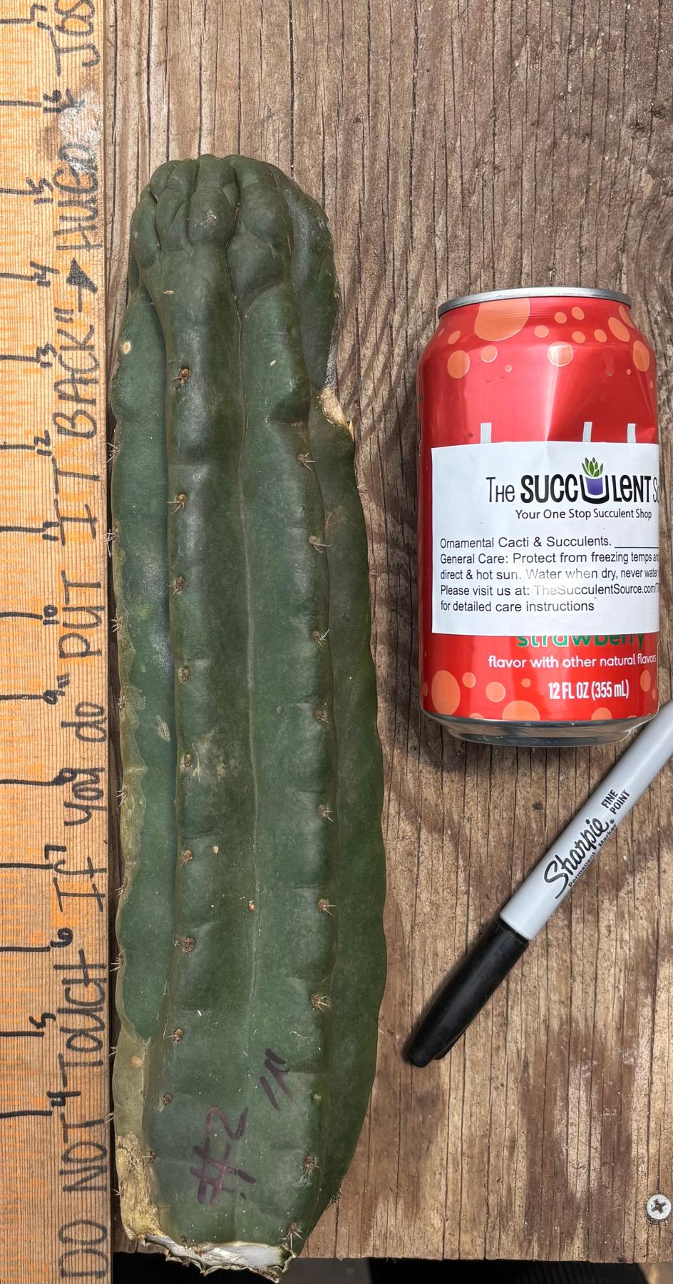 #EC140 EXACT Trichocereus Pachanoi Monstrose TPM TLC Cactus Cuttings