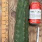 #EC140 EXACT Trichocereus Pachanoi Monstrose TPM TLC Cactus Cuttings