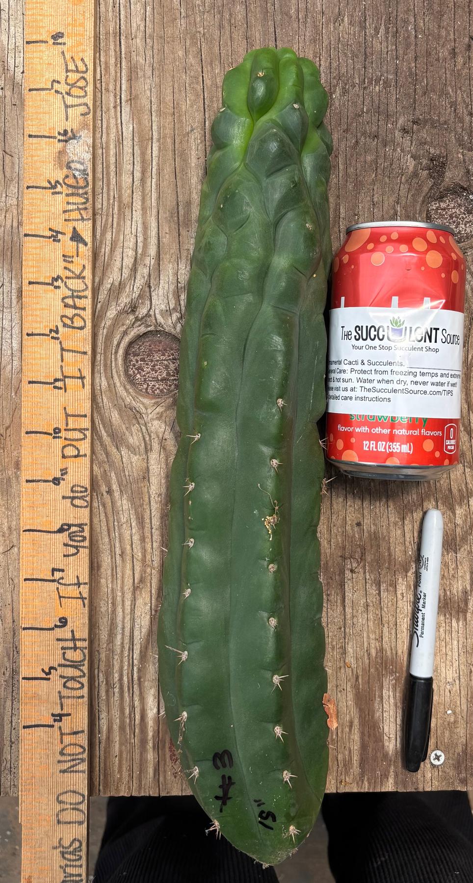 #EC140 EXACT Trichocereus Pachanoi Monstrose TPM TLC Cactus Cuttings