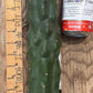 #EC140 EXACT Trichocereus Pachanoi Monstrose TPM TLC Cactus Cuttings