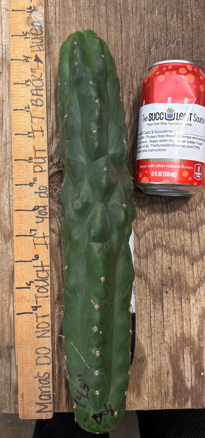#EC140 EXACT Trichocereus Pachanoi Monstrose TPM TLC Cactus Cuttings