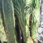 #EC144 Trichocereus Pachanoi Monstrose TPM Cactus Cuttings