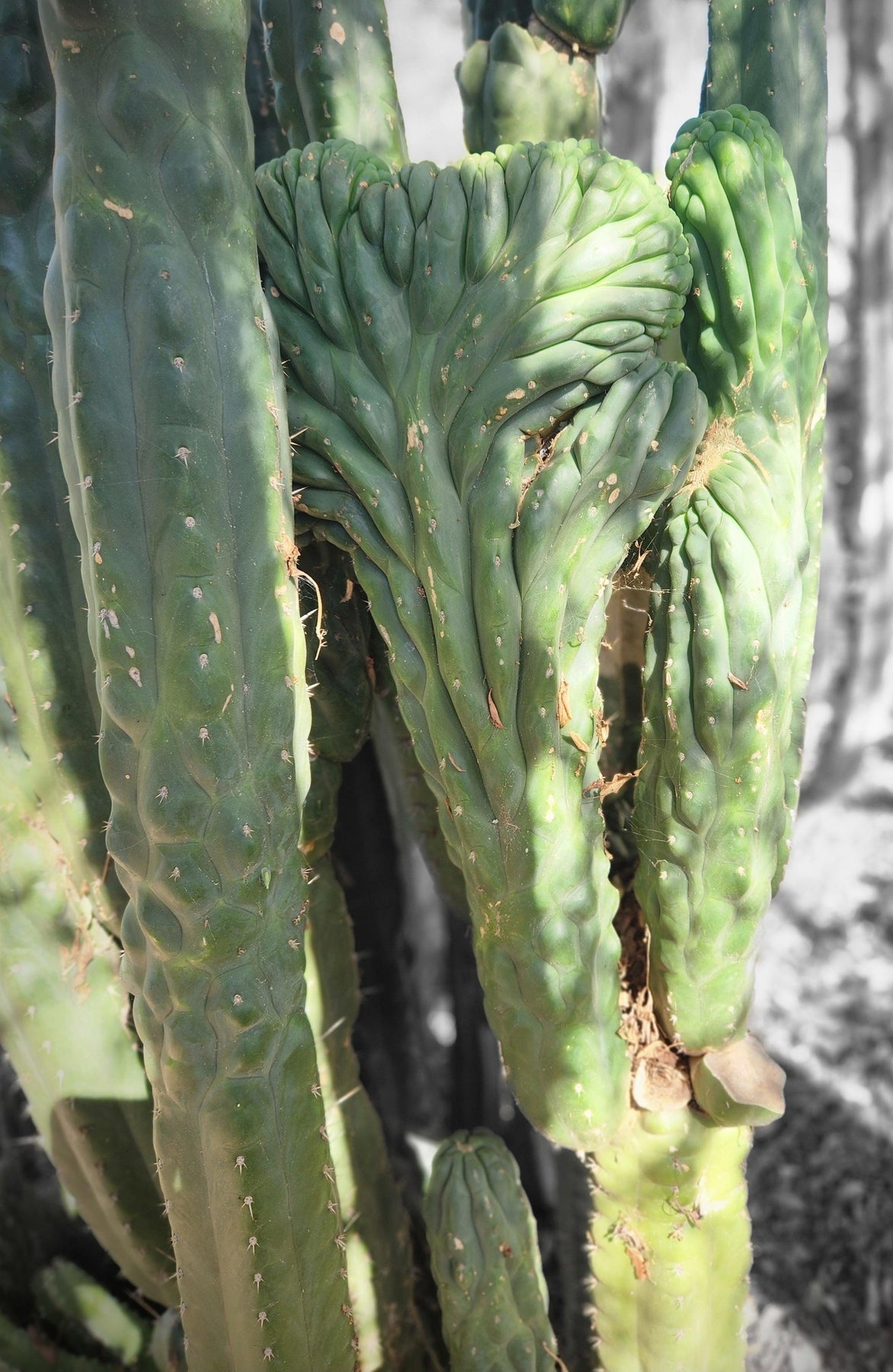 #EC144 Trichocereus Pachanoi Monstrose TPM Cactus Cuttings