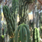 #EC144 Trichocereus Pachanoi Monstrose TPM Cactus Cuttings